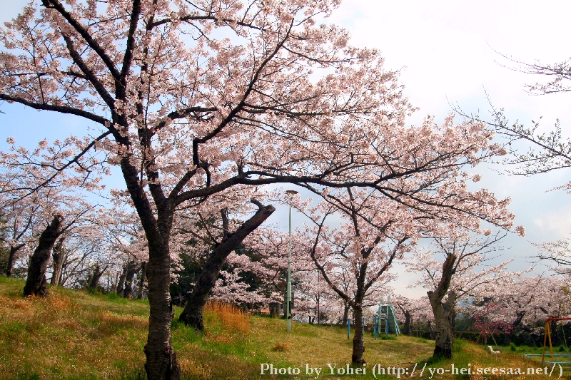 仙台桜ノート 宮城県の桜 石巻羽黒山