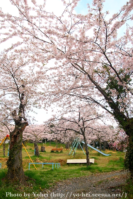 仙台桜ノート 宮城県の桜 石巻羽黒山