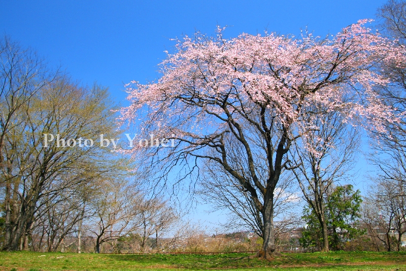 仙台桜ノート 宮城県の桜 ピクニックに良き 三神峰公園