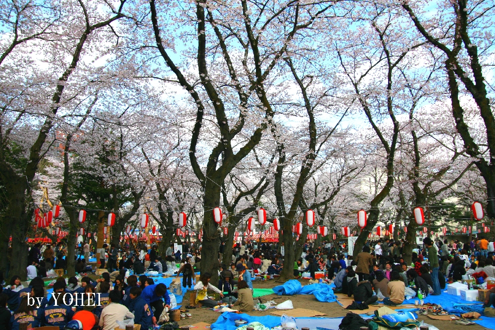 仙台桜ノート 宮城県の桜 仙台一のお花見密集地 西公園