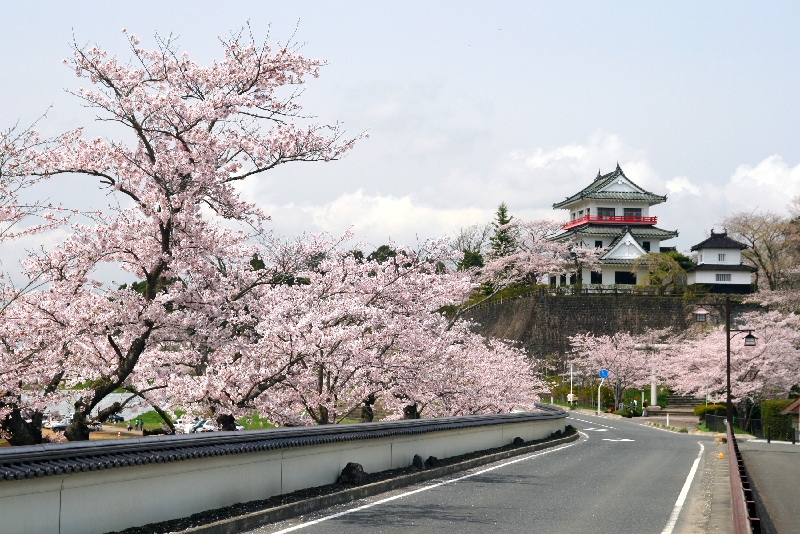 仙台桜ノート 宮城県の桜 涌谷町城山公園の桜